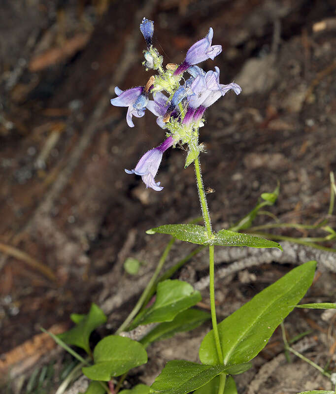 Image of Siskiyou beardtongue