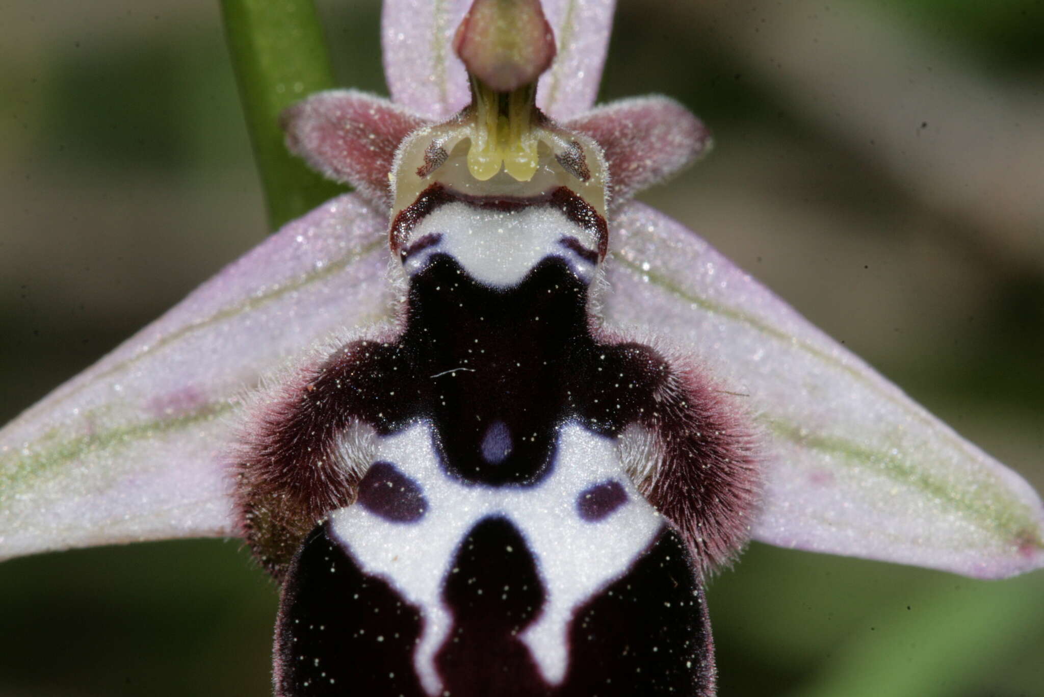 Image of Ophrys reinholdii subsp. reinholdii