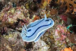 Image de Chromodoris willani Rudman 1982