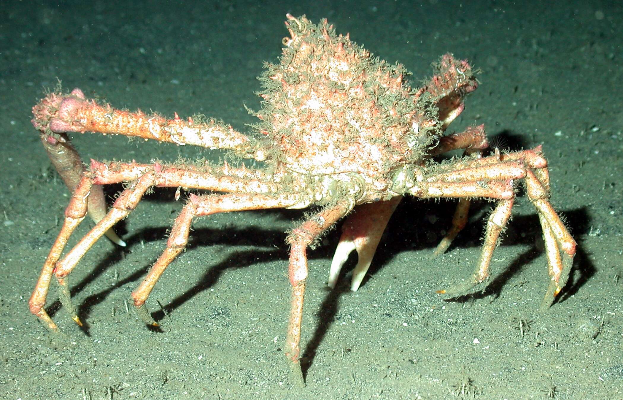 Image of Portly Spider Crab