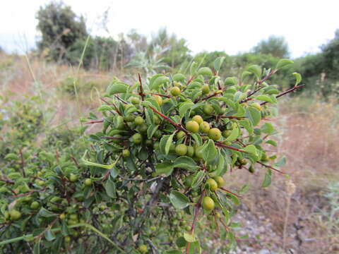 Image of Rhamnus intermedia Steudel & Hochst.