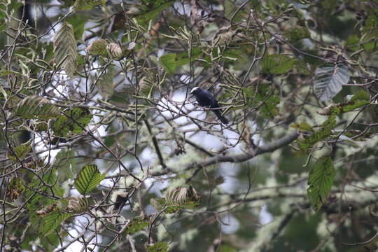 Image of Capped Conebill