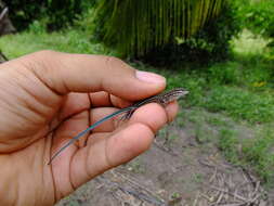 Image of Many-lined Whiptail