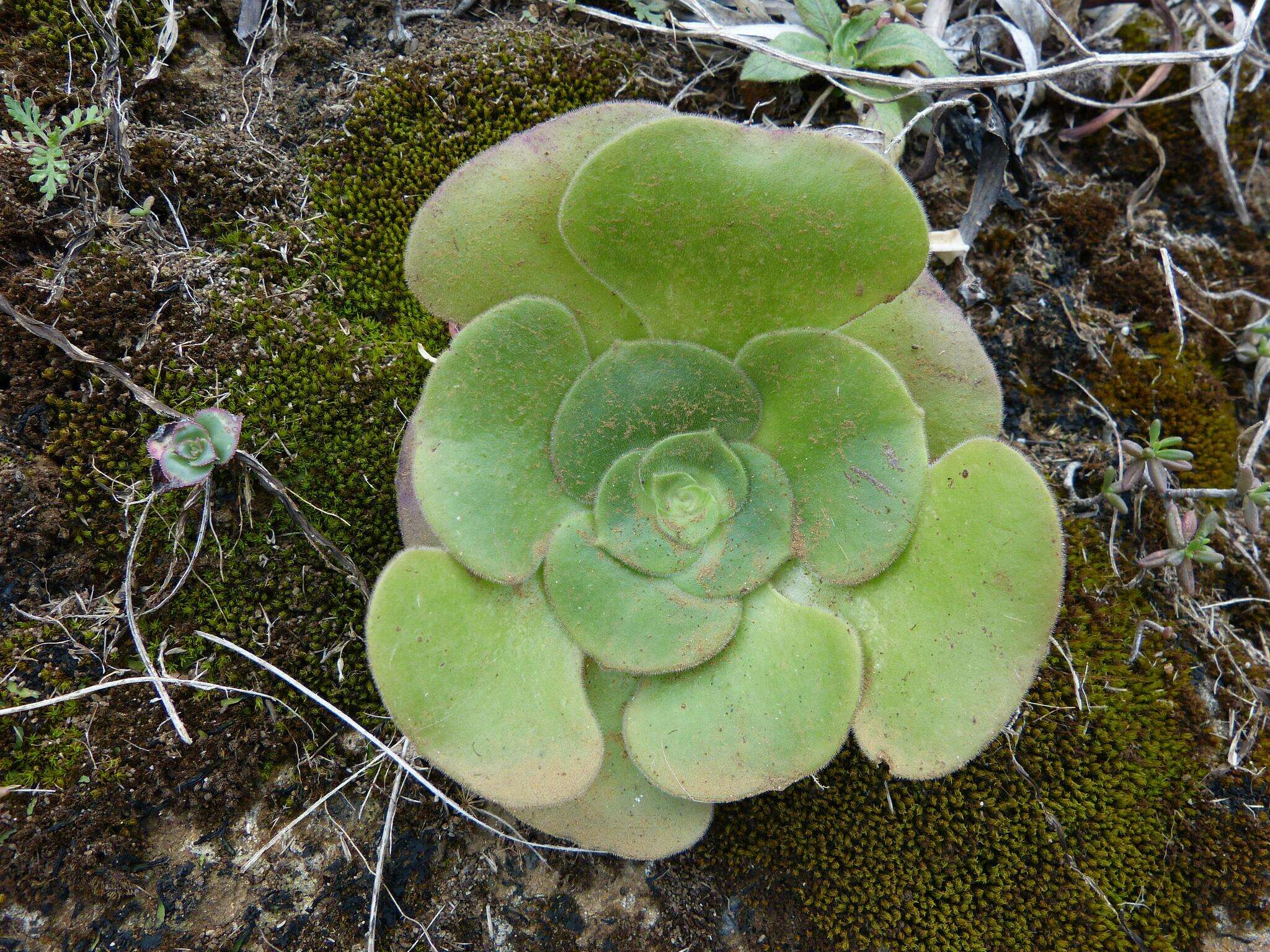 Image of Aeonium canariense subsp. canariense
