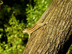 Image of Indian palm squirrel