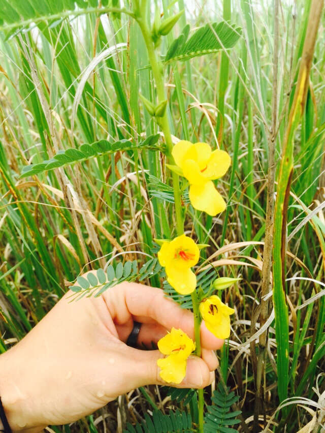 Image of partridge pea