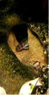 Image of Coolie loach