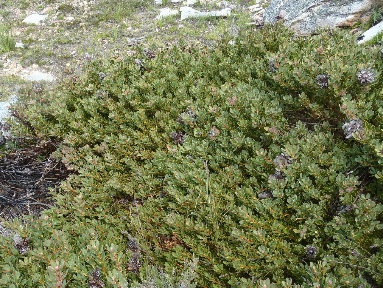 Image of Protea venusta Compton