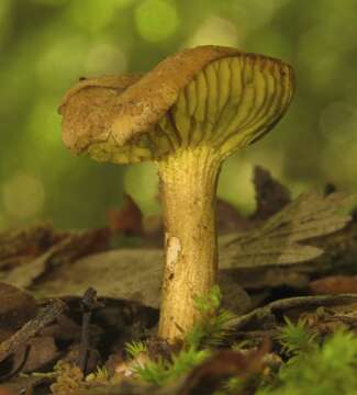 Image of Golden-gilled bolete