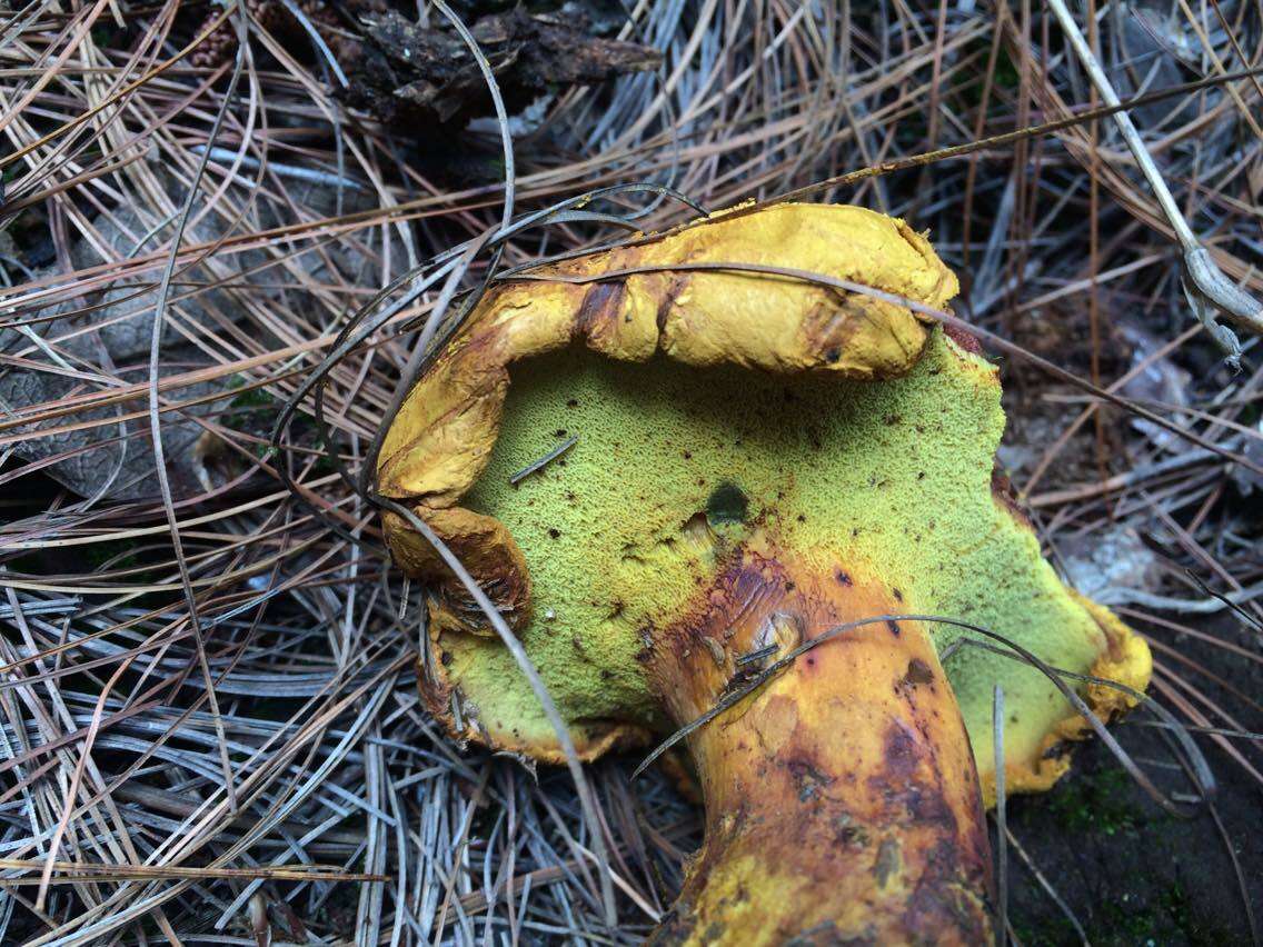 Buchwaldoboletus hemichrysus (Berk. & M. A. Curtis) Pilát 1969 resmi