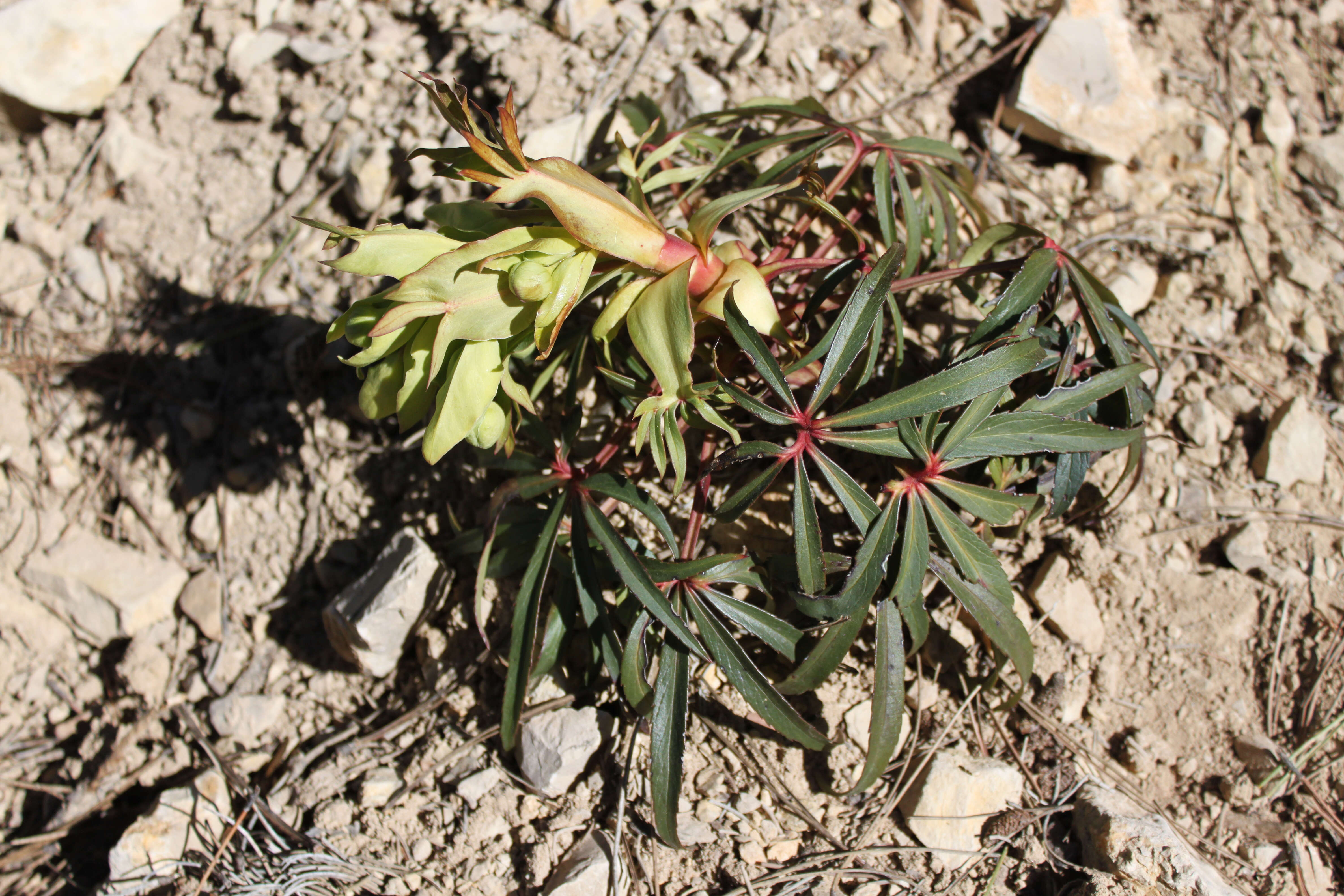 Image of Stinking Hellebore