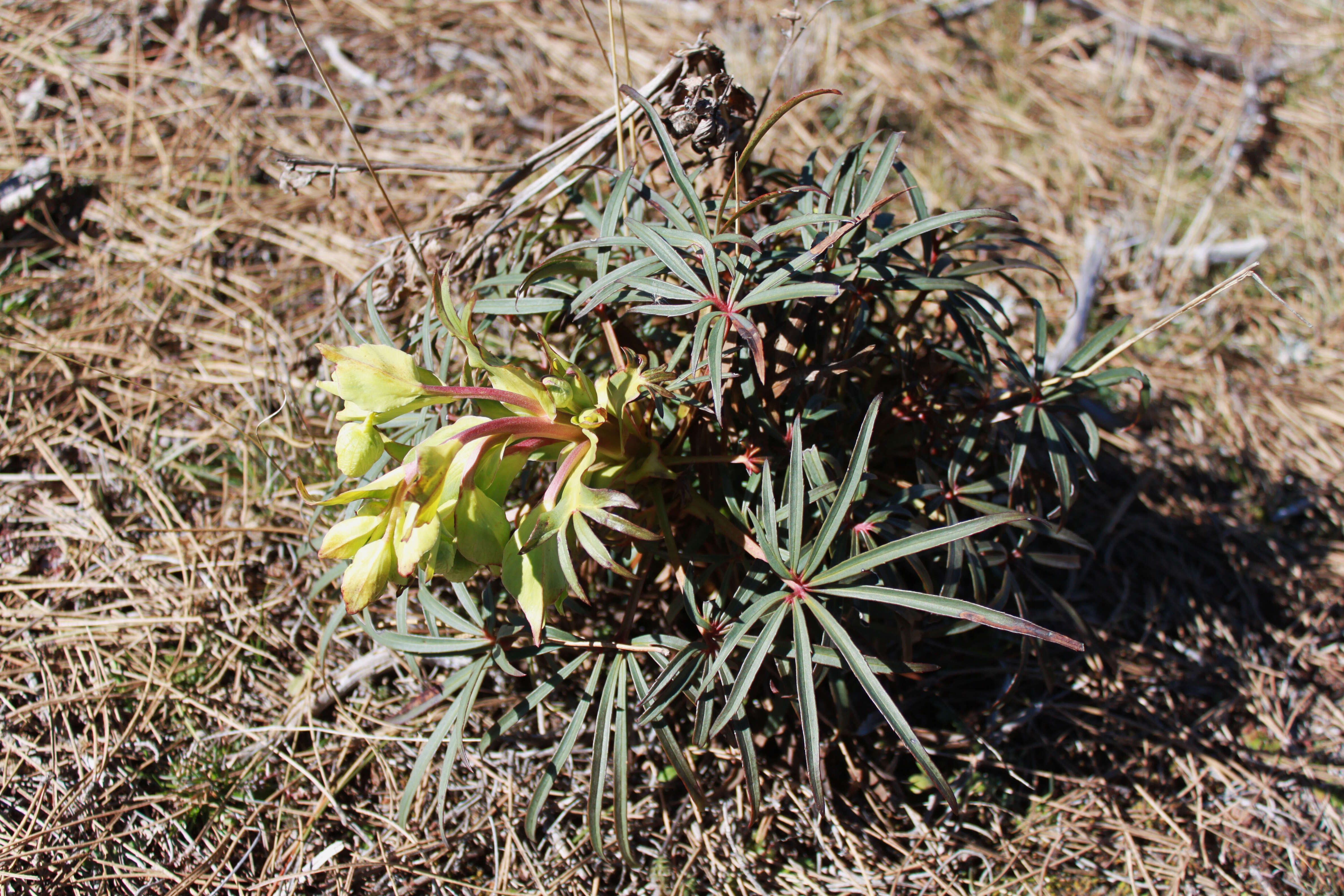 Image of Stinking Hellebore