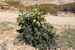 Image of Stinking Hellebore