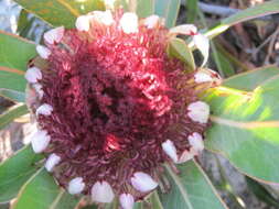 Image of Protea lorifolia (Salisb. ex Knight) Fourc.