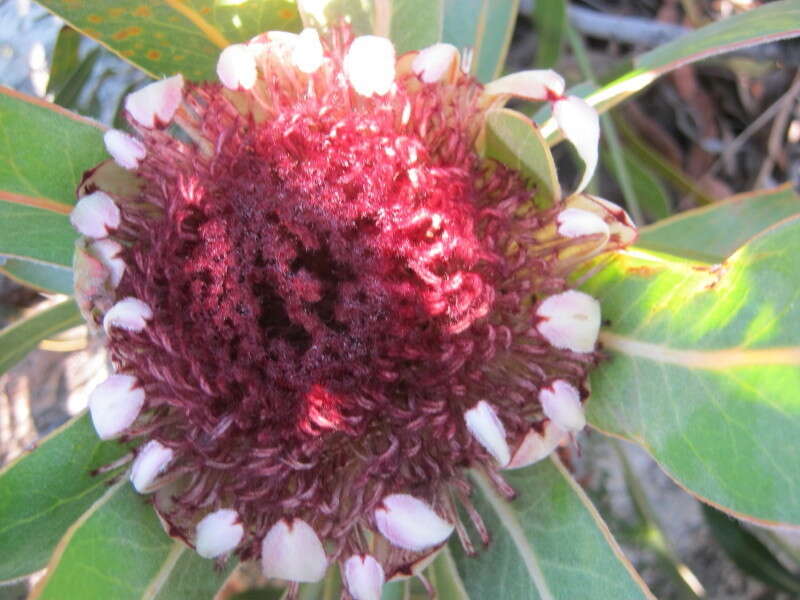 Image of Protea lorifolia (Salisb. ex Knight) Fourc.