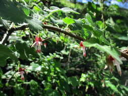 Image of canyon gooseberry