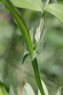 Imagem de Lathyrus palustris L.