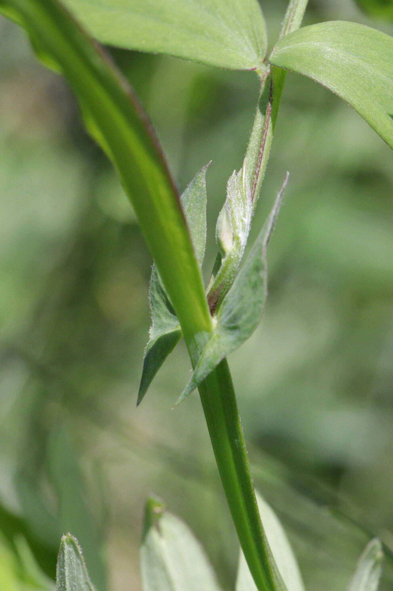 Слика од Lathyrus palustris L.