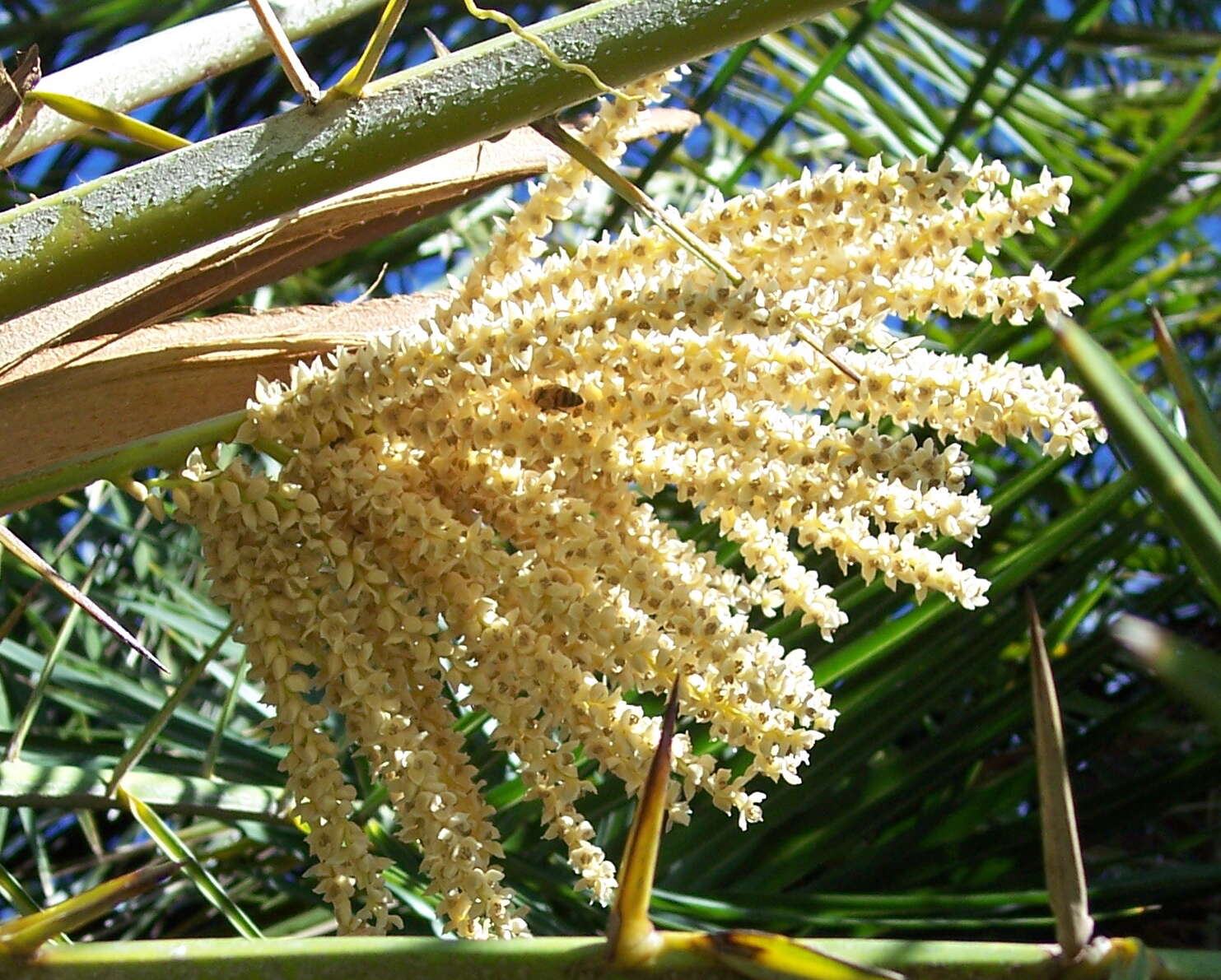 Image of Senegal date palm