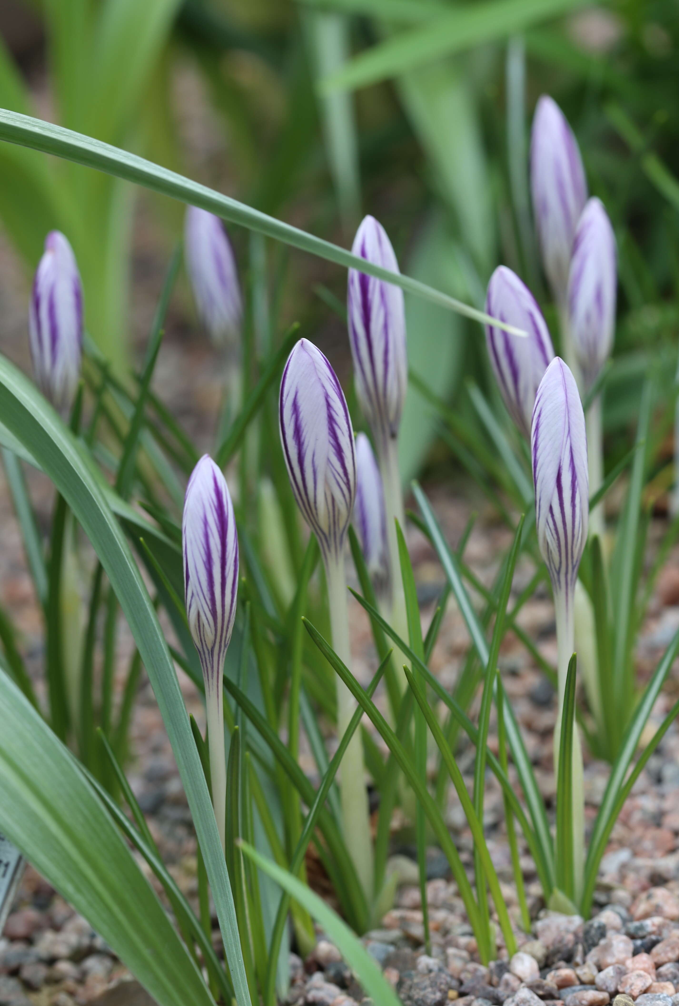 Image of various-coloured crocus