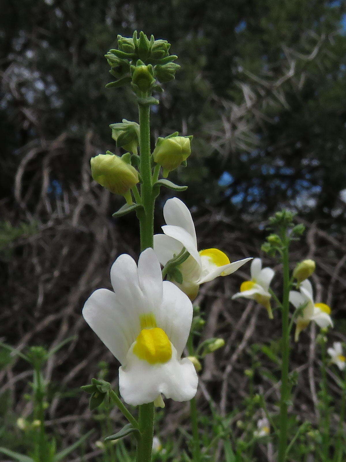 صورة Nemesia fruticans (Thunb.) Benth.