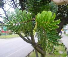 Image of Lomatia ferruginea R. Br.