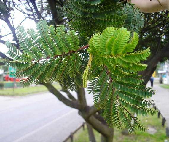 Image of Lomatia ferruginea R. Br.