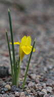 Iris danfordiae (Baker) Boiss.的图像