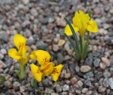 Iris danfordiae (Baker) Boiss.的图像