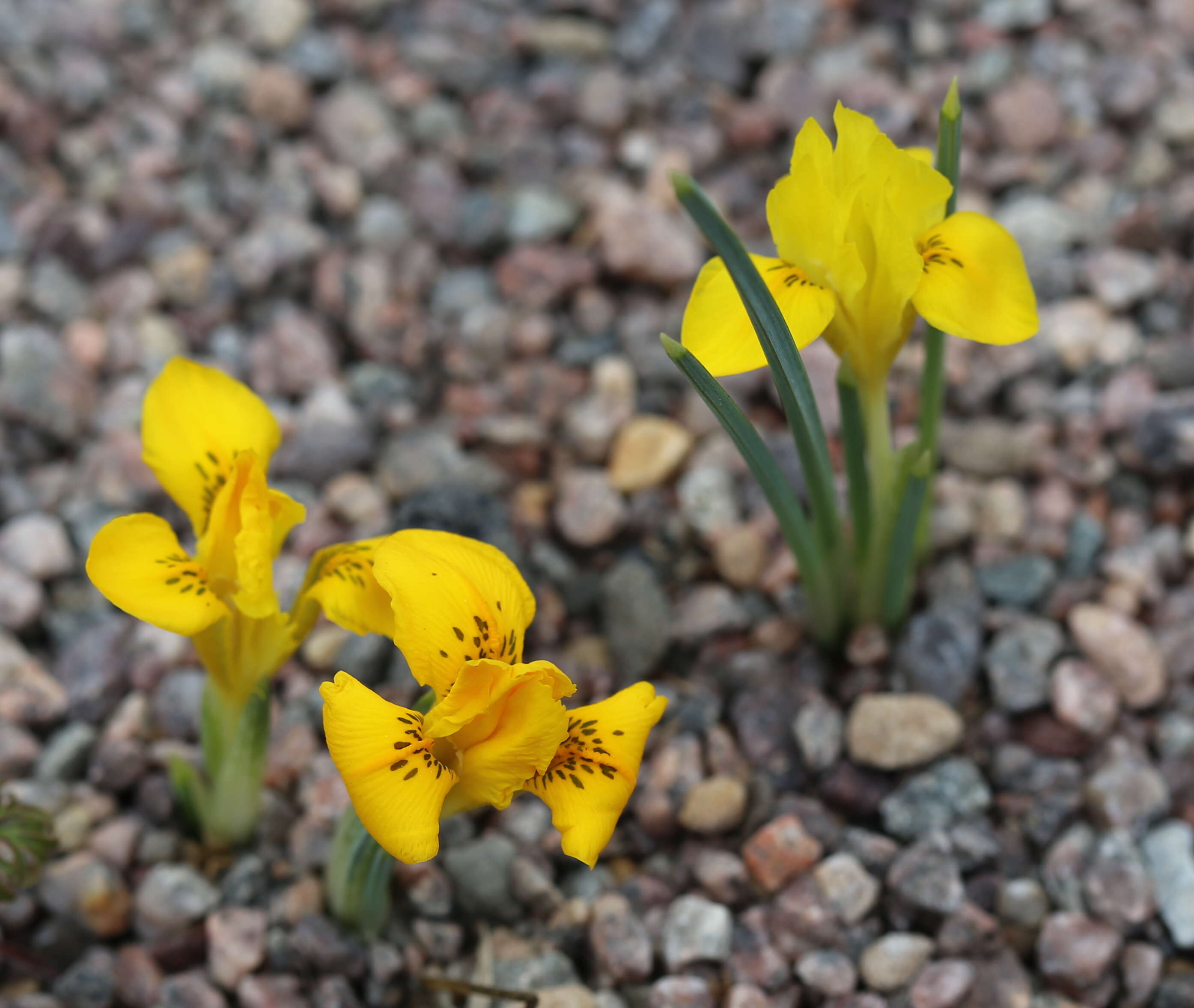 Iris danfordiae (Baker) Boiss.的图像