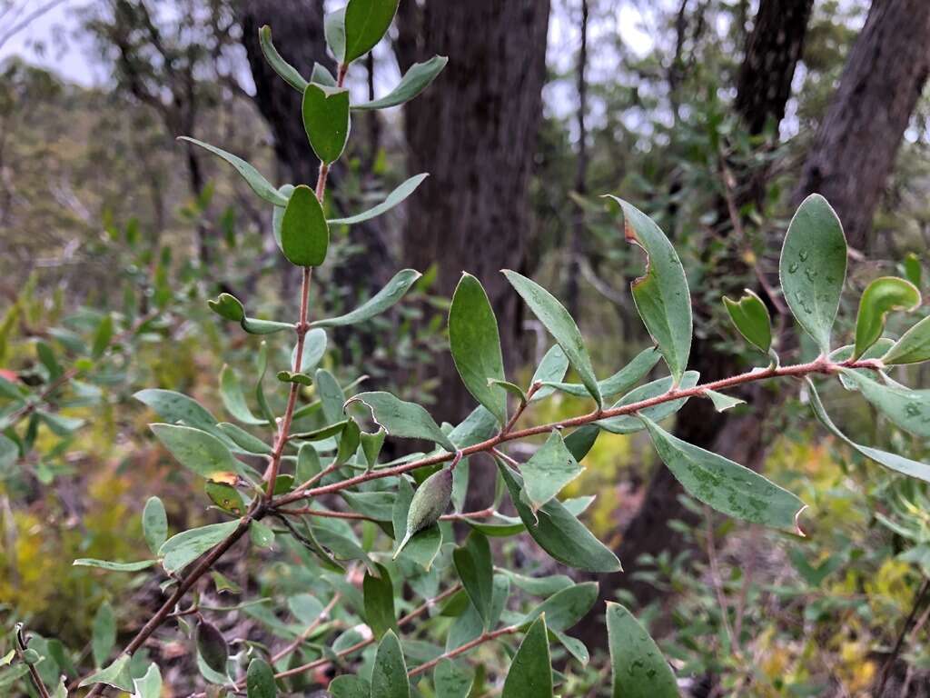 Image of Persoonia sericea A. Cunn. ex R. Br.