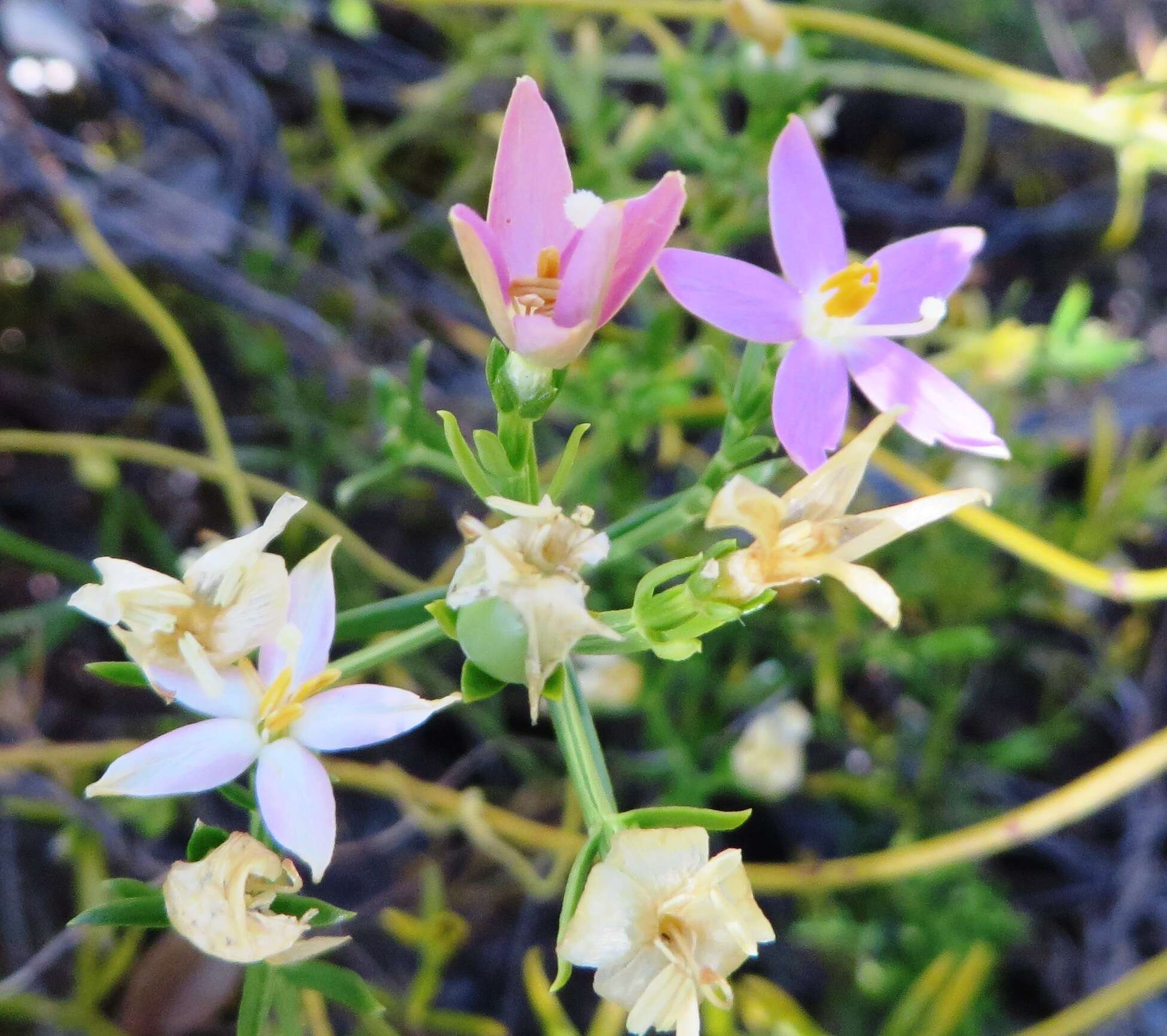 Image de Chironia baccifera L.