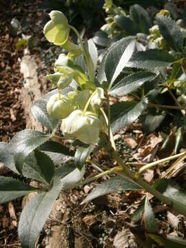 Image of Corsican hellebore