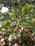 Image of Corsican hellebore