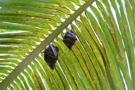 Image of Common Short-nosed Fruit Bat