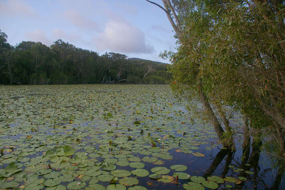 Imagem de Dendrophthoe curvata (Bl.) Bl.