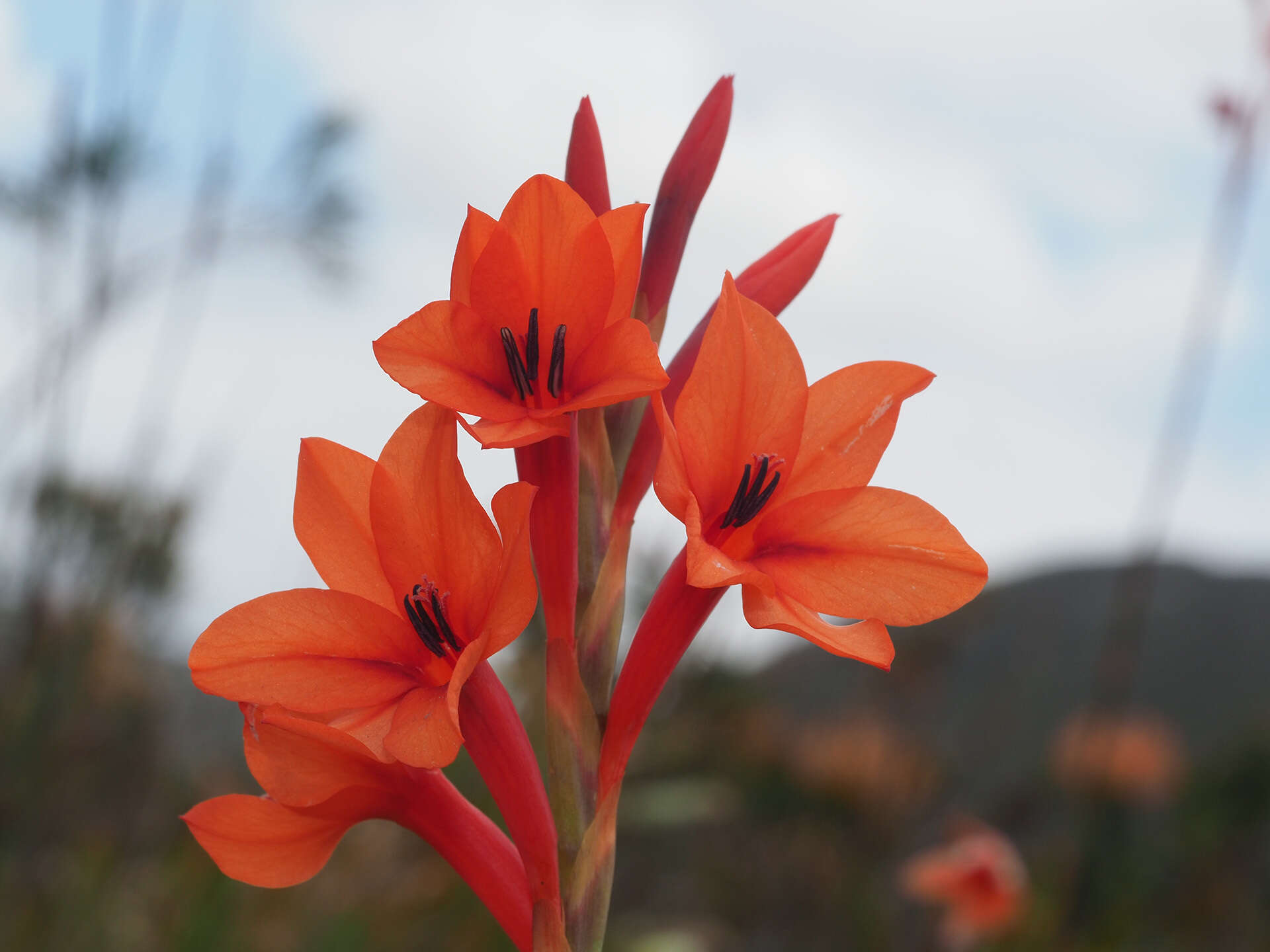 صورة Watsonia stenosiphon L. Bolus