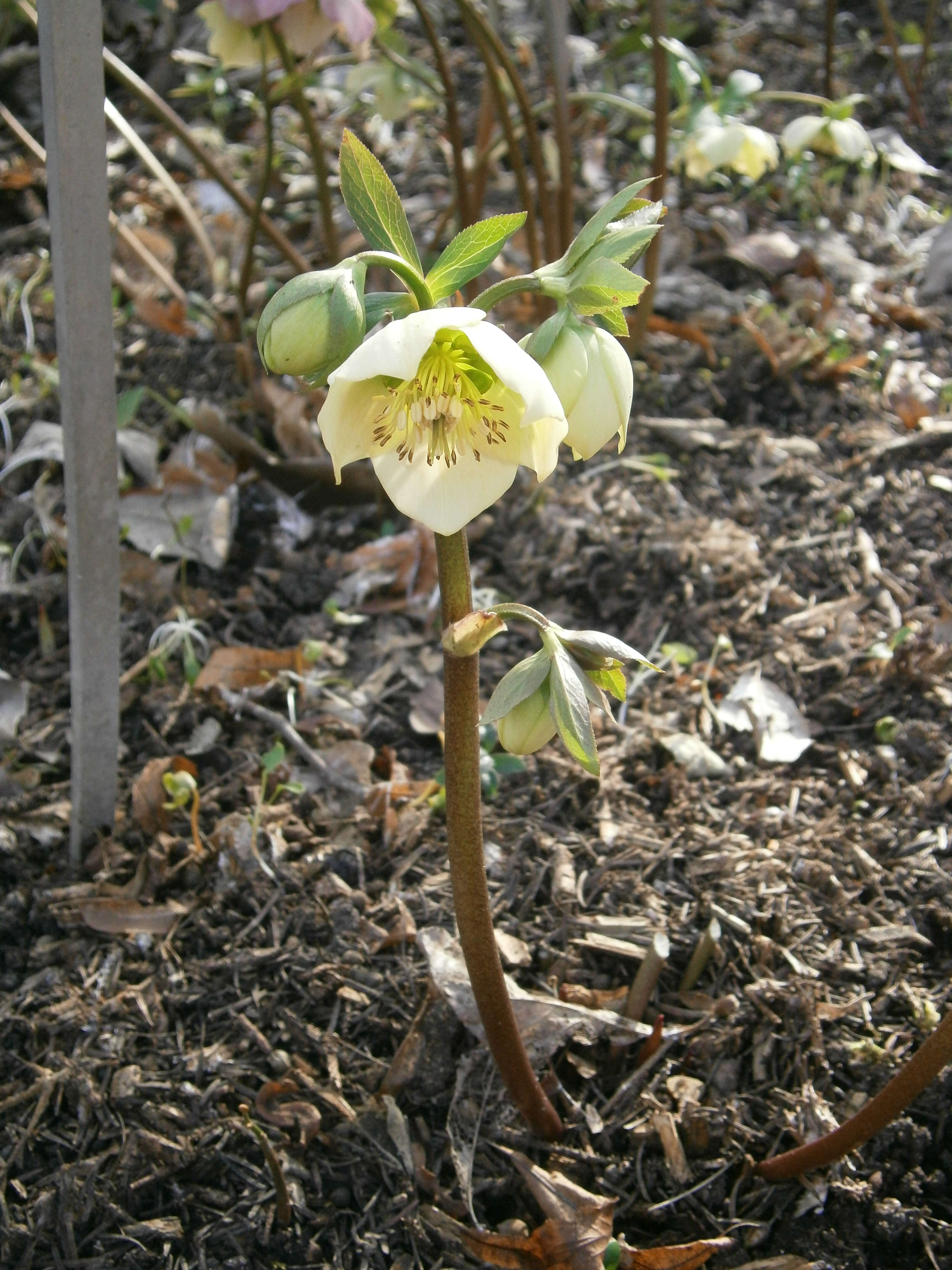 Image de Rose de carême