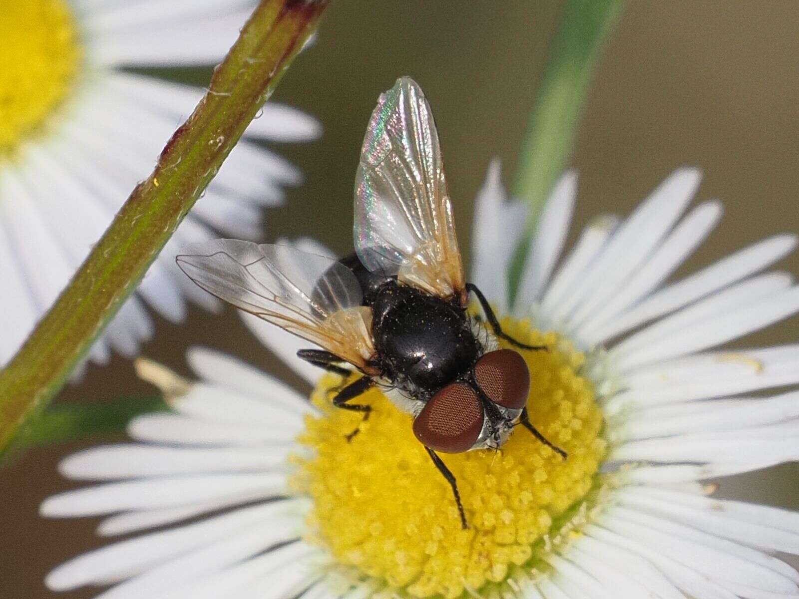 Image of Elomya lateralis (Meigen 1824)