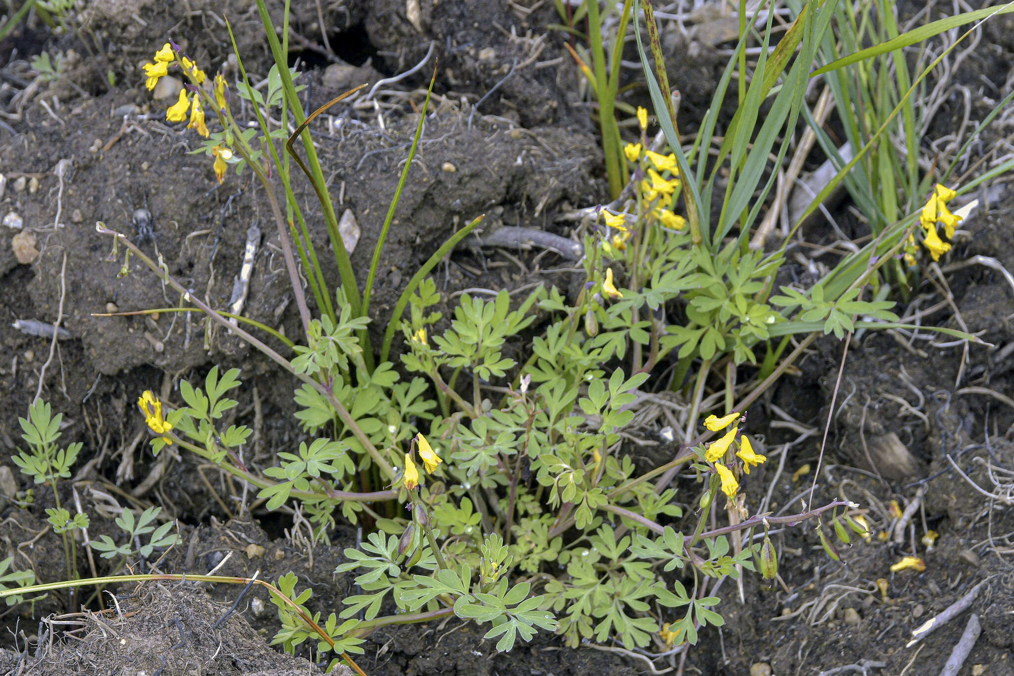 Corydalis sibirica (L. fil.) Pers. resmi