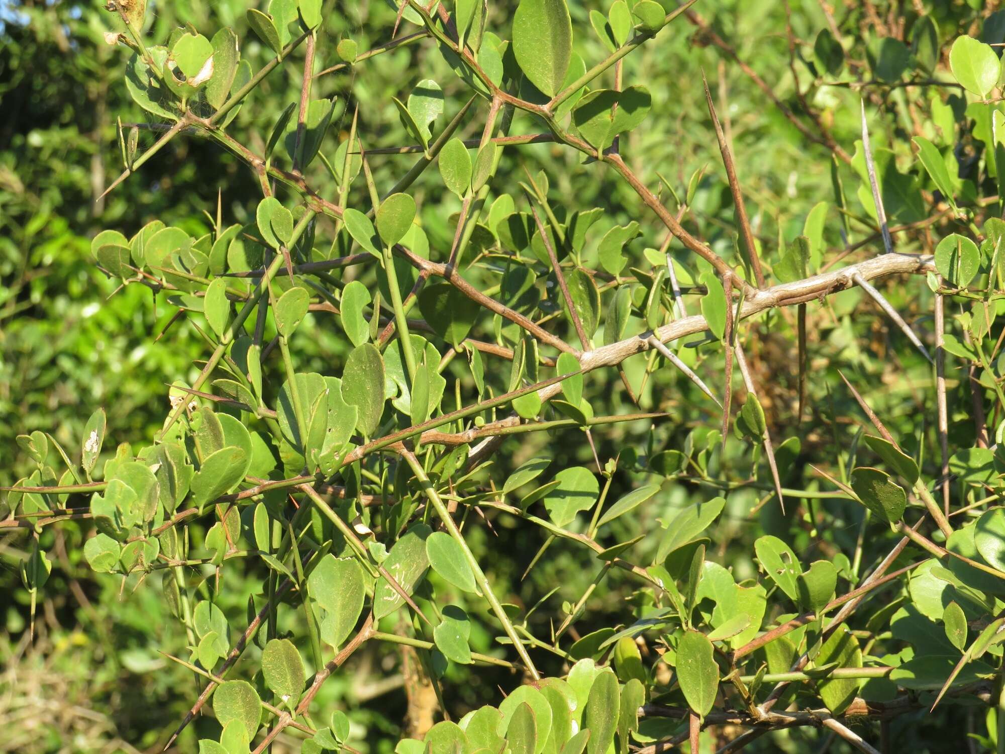 Image of Gymnosporia arenicola M. Jordaan