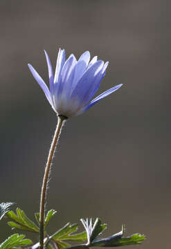 Image of Balkan Anemone