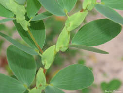 Image of Two-Leaf Sensitive-Pea