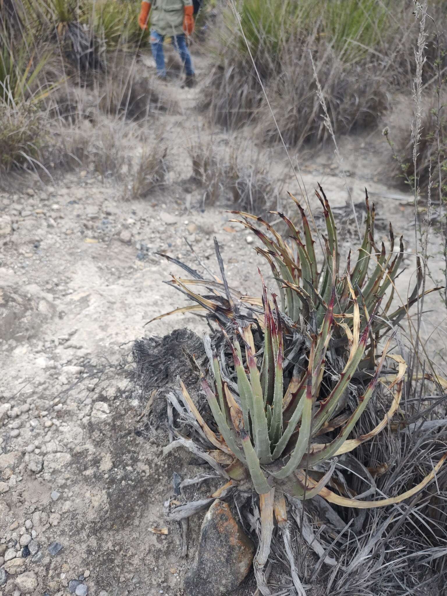 Hechtia perotensis I. Ramírez & Mart.-Correa的圖片