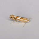 صورة Phyllonorycter propinquinella (Braun 1908)