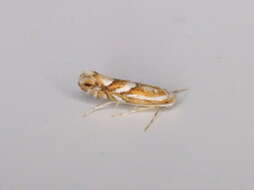 Image of Cherry Blotch Miner