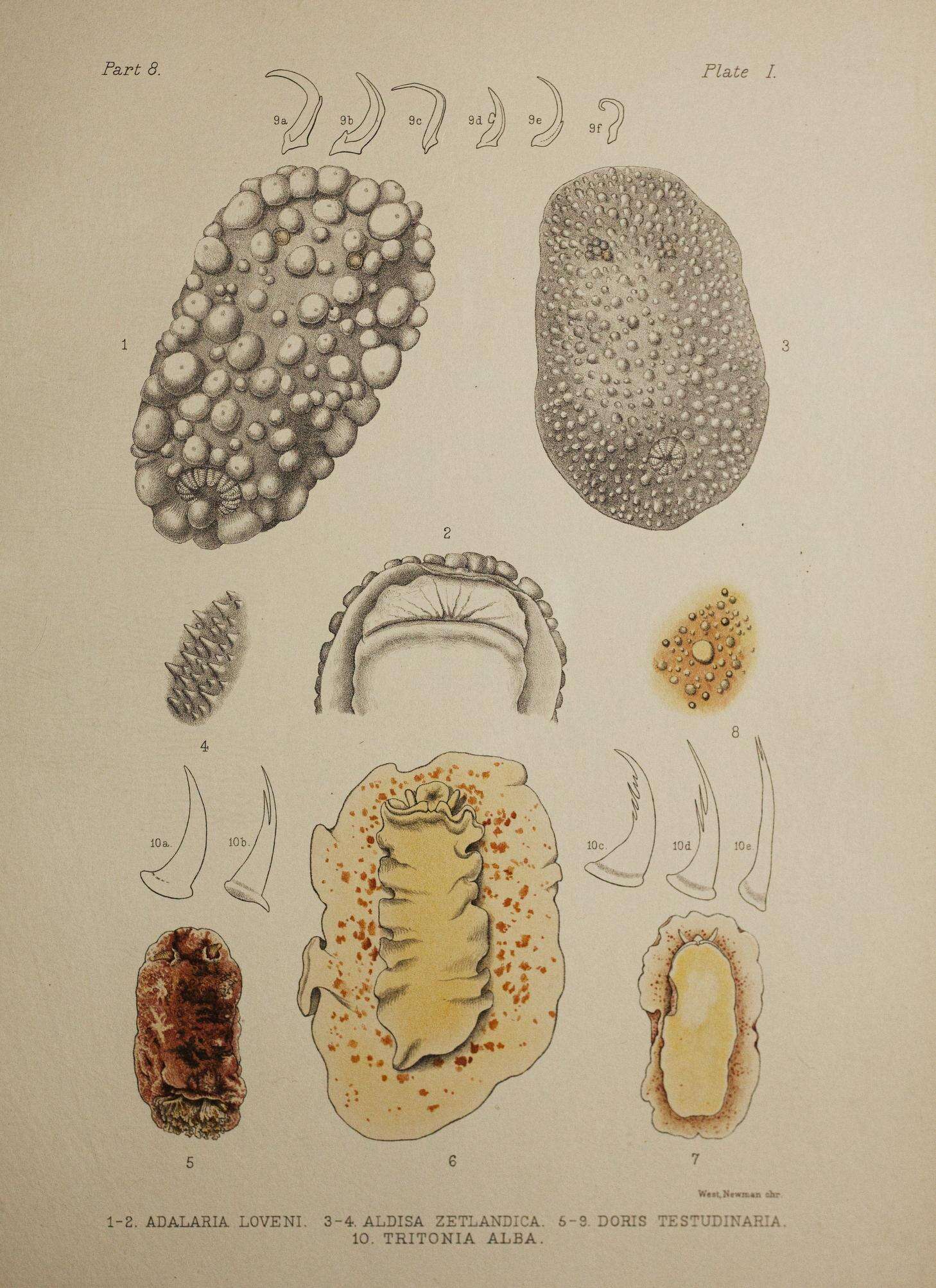 Image of Adalaria loveni (Alder & Hancock 1862)