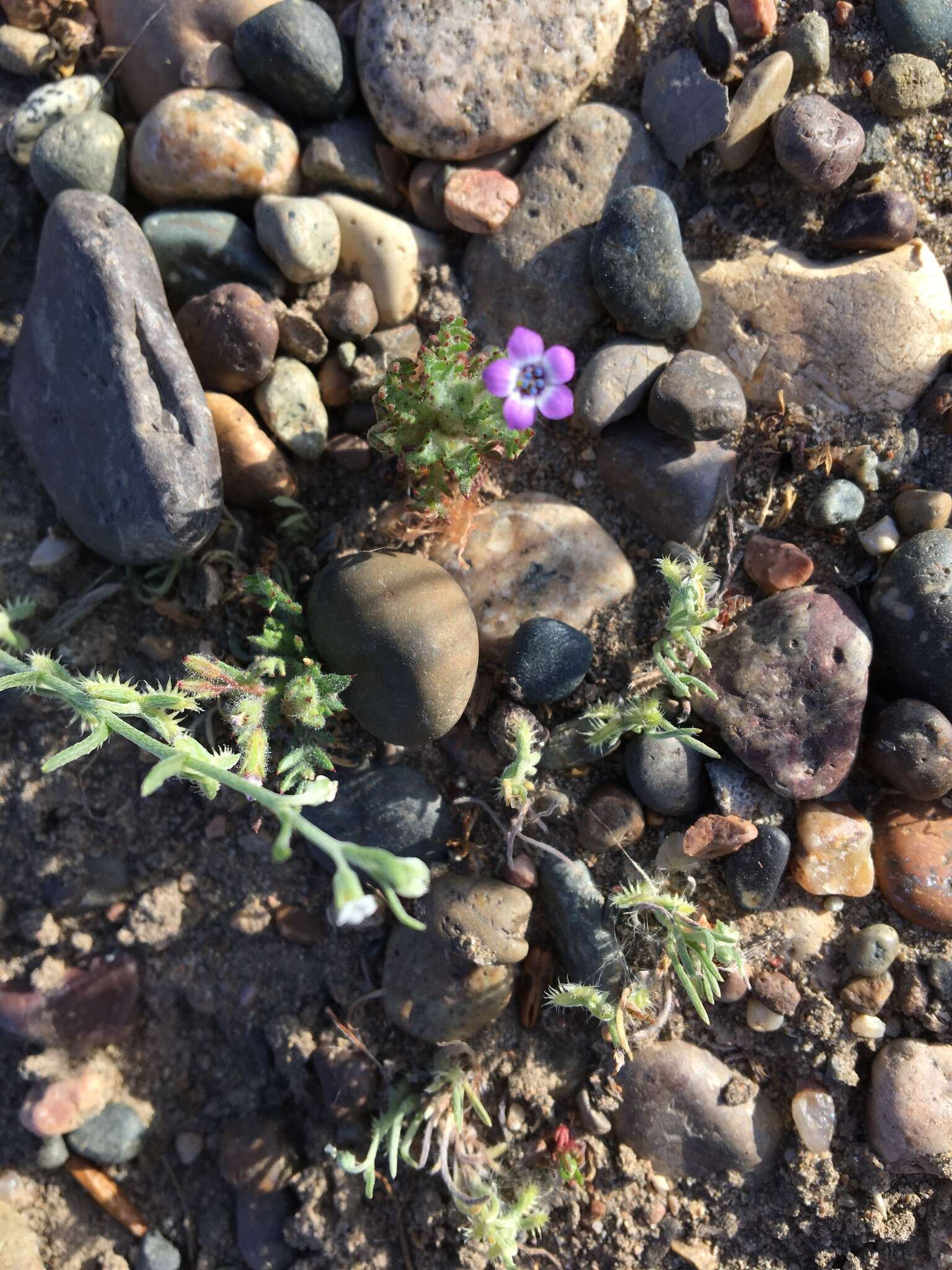 Image of Gilia crassifolia Benth.