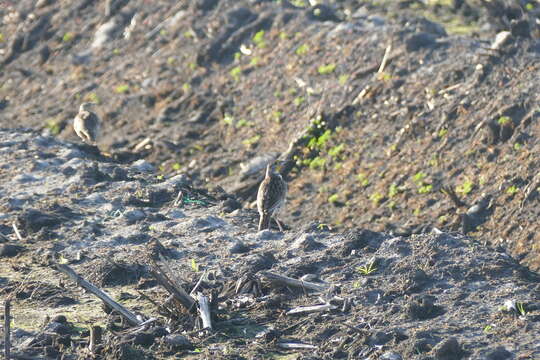 Image of Meadowlark