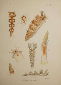 Plancia ëd Lomanotus genei Vérany 1846